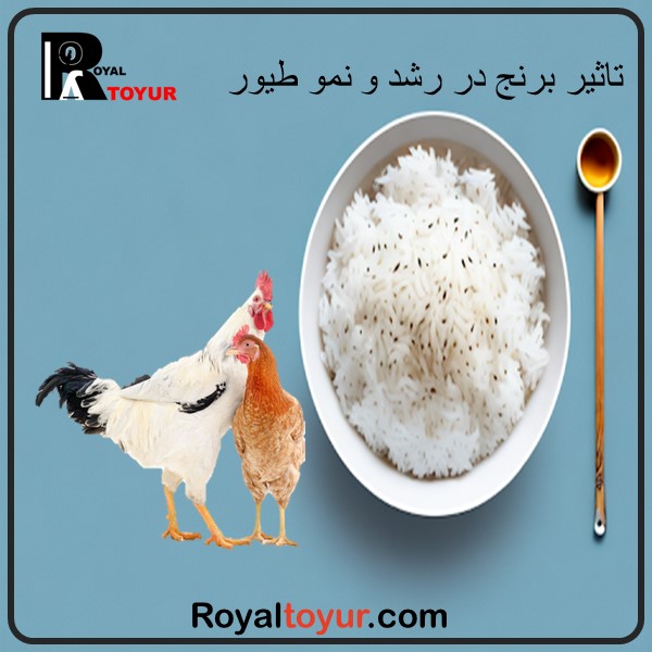 تاثیرات و مزایای برنج در تغذیه طیور 